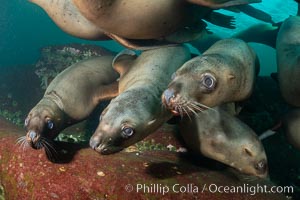 Steller sea lions underwater, Norris Rocks, Hornby Island, British Columbia, Canada, Eumetopias jubatus