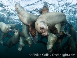 Steller sea lions underwater, Norris Rocks, Hornby Island, British Columbia, Canada, Eumetopias jubatus