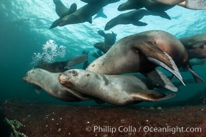 Steller sea lions underwater, Norris Rocks, Hornby Island, British Columbia, Canada, Eumetopias jubatus