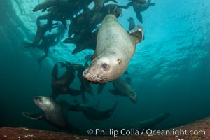 Steller sea lions underwater, Norris Rocks, Hornby Island, British Columbia, Canada, Eumetopias jubatus