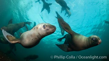 Steller sea lions underwater, Norris Rocks, Hornby Island, British Columbia, Canada, Eumetopias jubatus