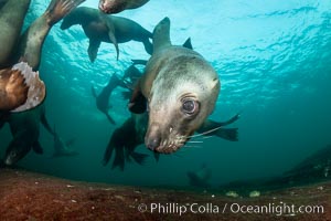 Steller sea lions underwater, Norris Rocks, Hornby Island, British Columbia, Canada, Eumetopias jubatus