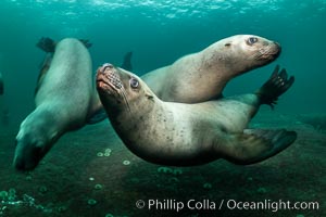 Steller sea lions underwater, Norris Rocks, Hornby Island, British Columbia, Canada