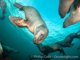 Steller sea lions underwater, Norris Rocks, Hornby Island, British Columbia, Canada, Eumetopias jubatus