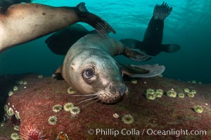 Steller sea lions underwater, Norris Rocks, Hornby Island, British Columbia, Canada, Eumetopias jubatus