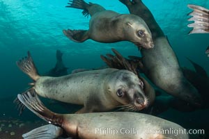 Steller sea lions underwater, Norris Rocks, Hornby Island, British Columbia, Canada, Eumetopias jubatus