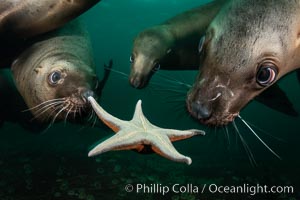 Steller sea lions underwater, playing with starfish sea star, Norris Rocks, Hornby Island, British Columbia, Canada