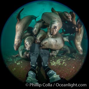 Steller sea lions underwater, Norris Rocks, Hornby Island, British Columbia, Canada, Eumetopias jubatus