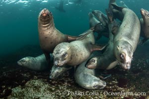 Steller sea lions underwater, Norris Rocks, Hornby Island, British Columbia, Canada, Eumetopias jubatus