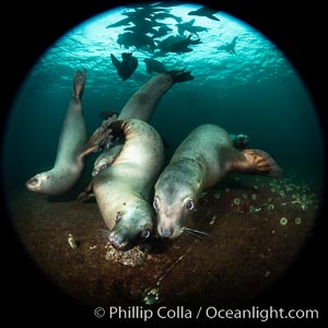 Steller sea lions underwater, Norris Rocks, Hornby Island, British Columbia, Canada, Eumetopias jubatus