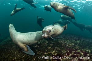 Steller sea lions underwater, Norris Rocks, Hornby Island, British Columbia, Canada, Eumetopias jubatus