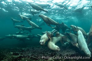 Steller sea lions underwater, Norris Rocks, Hornby Island, British Columbia, Canada, Eumetopias jubatus