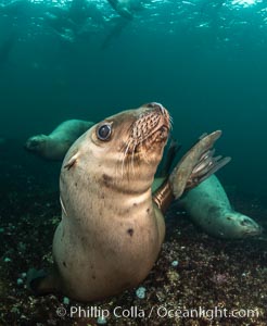 Steller sea lions underwater, Norris Rocks, Hornby Island, British Columbia, Canada, Eumetopias jubatus