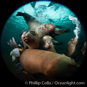 Steller sea lions underwater, Norris Rocks, Hornby Island, British Columbia, Canada, Eumetopias jubatus