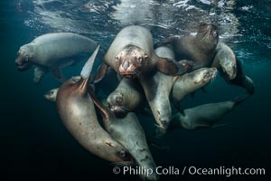 Steller sea lions underwater, Norris Rocks, Hornby Island, British Columbia, Canada, Eumetopias jubatus