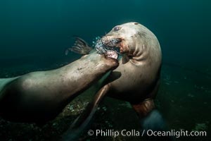 Steller sea lions underwater, juveniles mock sparring, Norris Rocks, Hornby Island, British Columbia, Canada, Eumetopias jubatus