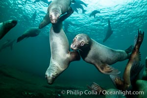 Steller sea lions underwater, Norris Rocks, Hornby Island, British Columbia, Canada, Eumetopias jubatus