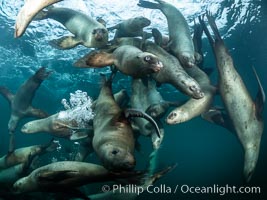 Steller sea lions underwater, Norris Rocks, Hornby Island, British Columbia, Canada, Eumetopias jubatus