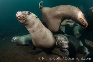 Steller sea lions underwater, Norris Rocks, Hornby Island, British Columbia, Canada, Eumetopias jubatus