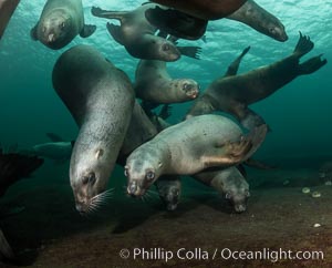 Steller sea lions underwater, Norris Rocks, Hornby Island, British Columbia, Canada, Eumetopias jubatus