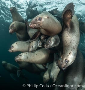 Steller sea lions underwater, Norris Rocks, Hornby Island, British Columbia, Canada, Eumetopias jubatus