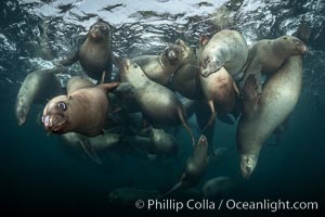 Steller sea lions underwater, Norris Rocks, Hornby Island, British Columbia, Canada, Eumetopias jubatus