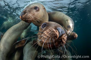 Steller sea lions underwater, Norris Rocks, Hornby Island, British Columbia, Canada, Eumetopias jubatus