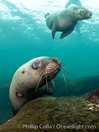 Steller sea lions underwater, Norris Rocks, Hornby Island, British Columbia, Canada, Eumetopias jubatus