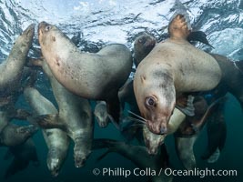 Steller sea lions underwater, Norris Rocks, Hornby Island, British Columbia, Canada, Eumetopias jubatus