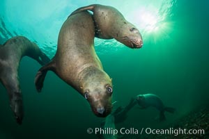 Steller sea lions underwater, Norris Rocks, Hornby Island, British Columbia, Canada, Eumetopias jubatus