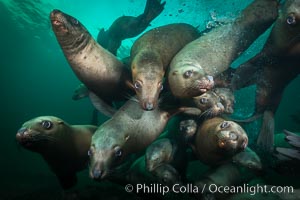 Steller sea lions underwater, Norris Rocks, Hornby Island, British Columbia, Canada