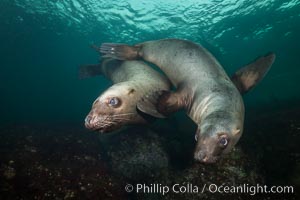 Steller sea lions underwater, Norris Rocks, Hornby Island, British Columbia, Canada