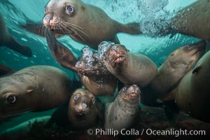 Steller sea lions underwater, Norris Rocks, Hornby Island, British Columbia, Canada