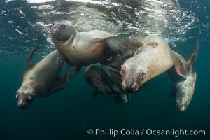 Steller sea lions underwater, Norris Rocks, Hornby Island, British Columbia, Canada, Eumetopias jubatus