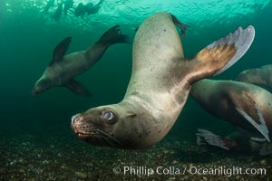 Steller sea lions underwater, Norris Rocks, Hornby Island, British Columbia, Canada, Eumetopias jubatus