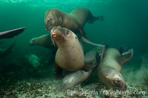 Steller sea lions underwater, Norris Rocks, Hornby Island, British Columbia, Canada, Eumetopias jubatus