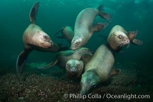 Steller sea lions underwater, Norris Rocks, Hornby Island, British Columbia, Canada