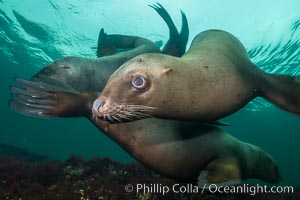 Steller sea lions underwater, Norris Rocks, Hornby Island, British Columbia, Canada, Eumetopias jubatus