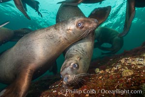 Steller sea lions underwater, Norris Rocks, Hornby Island, British Columbia, Canada, Eumetopias jubatus