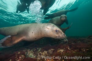 Steller sea lions underwater, Norris Rocks, Hornby Island, British Columbia, Canada, Eumetopias jubatus