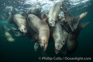 Steller sea lions underwater, Norris Rocks, Hornby Island, British Columbia, Canada, Eumetopias jubatus