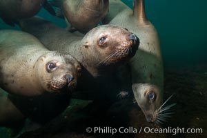 Steller sea lions underwater, Norris Rocks, Hornby Island, British Columbia, Canada., Eumetopias jubatus, natural history stock photograph, photo id 32704