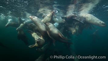 Steller sea lions underwater, Norris Rocks, Hornby Island, British Columbia, Canada