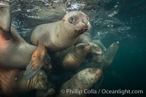 Steller sea lions underwater, Norris Rocks, Hornby Island, British Columbia, Canada, Eumetopias jubatus