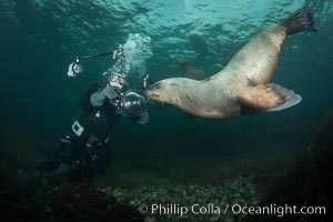 Steller sea lions underwater, Norris Rocks, Hornby Island, British Columbia, Canada., Eumetopias jubatus, natural history stock photograph, photo id 32728