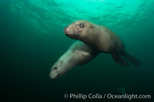 Steller sea lions underwater, Norris Rocks, Hornby Island, British Columbia, Canada, Eumetopias jubatus