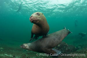 Steller sea lions underwater, Norris Rocks, Hornby Island, British Columbia, Canada, Eumetopias jubatus