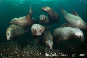 Steller sea lions underwater, Norris Rocks, Hornby Island, British Columbia, Canada, Eumetopias jubatus