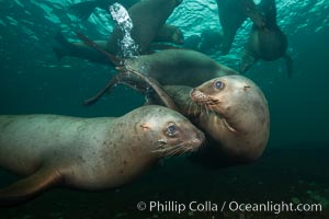 Steller sea lions underwater, Norris Rocks, Hornby Island, British Columbia, Canada, Eumetopias jubatus