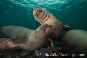 Steller sea lions underwater, Norris Rocks, Hornby Island, British Columbia, Canada, Eumetopias jubatus